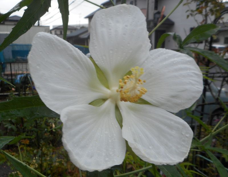 白花モミジアオイが咲きました💕