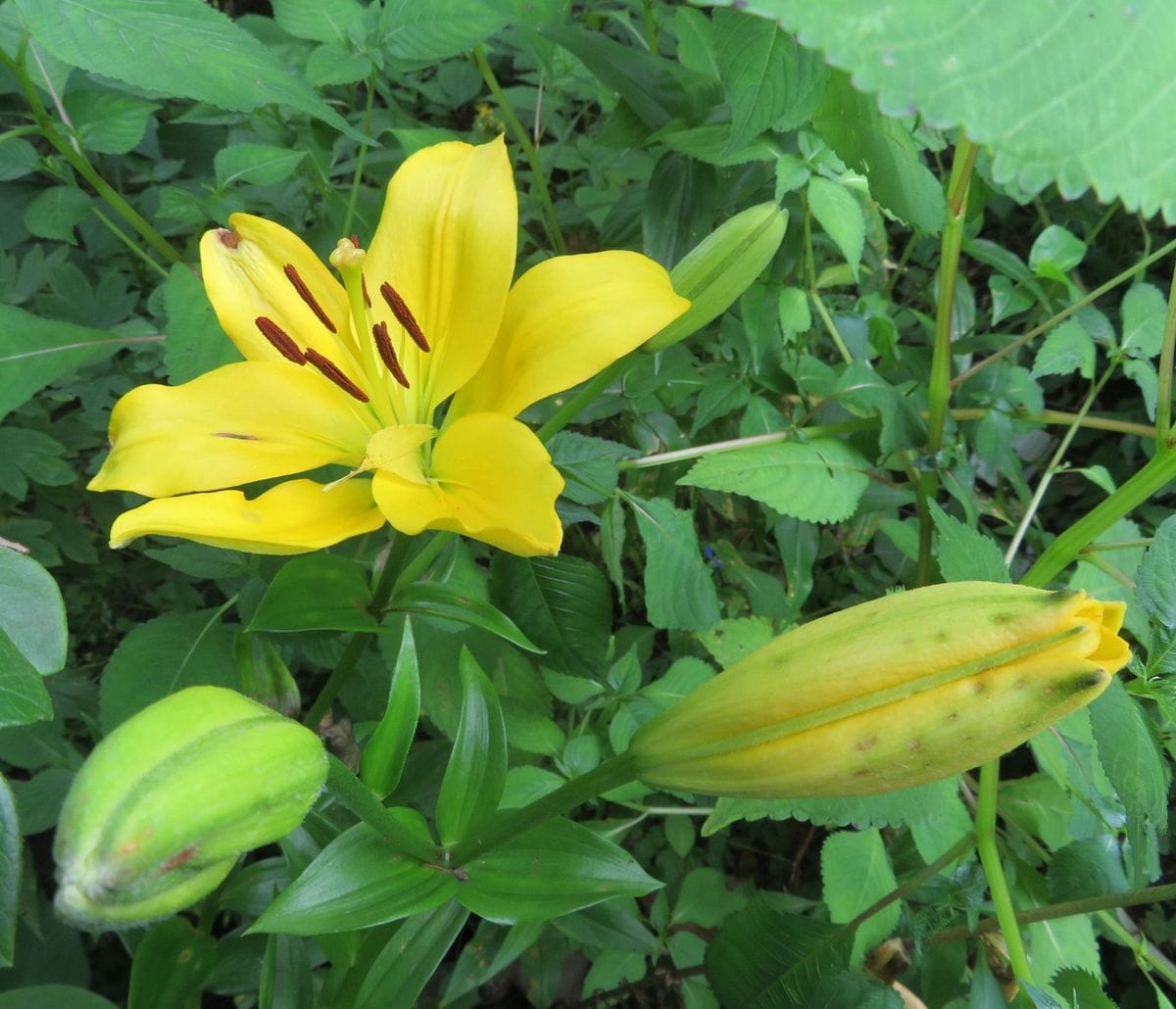 今日の花　(19.7.27)