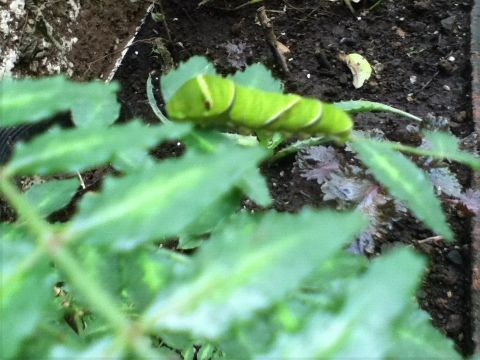 山椒の葉に蝶の幼虫