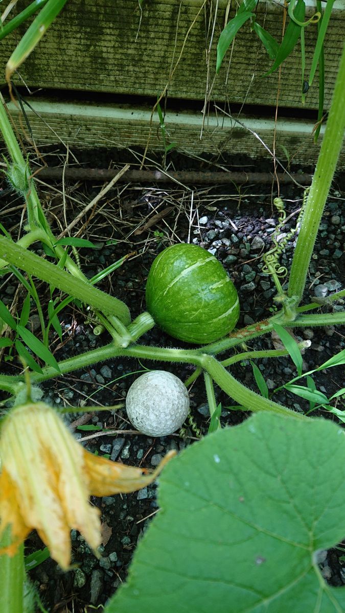 続、野菜ごみ場からかぽちゃ。