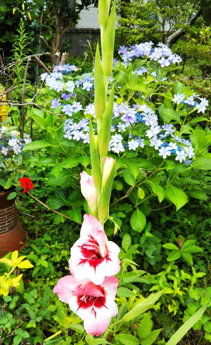 お花が✨いっぱい