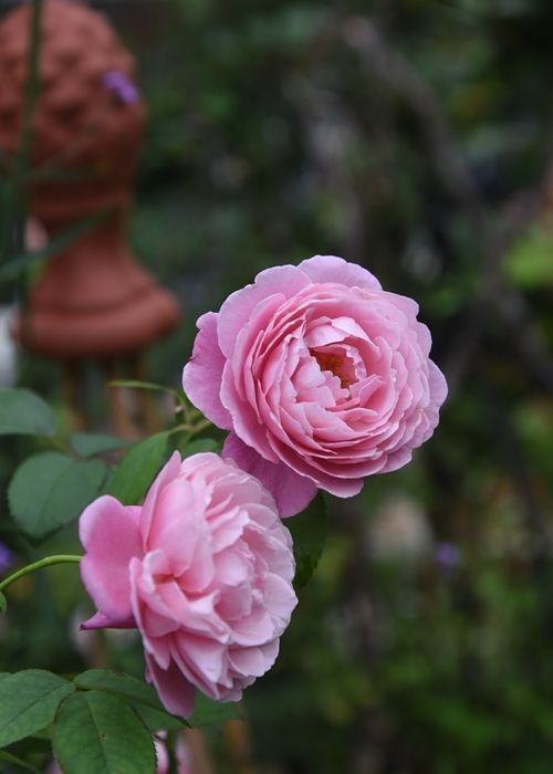 二番花も安定して来ました。