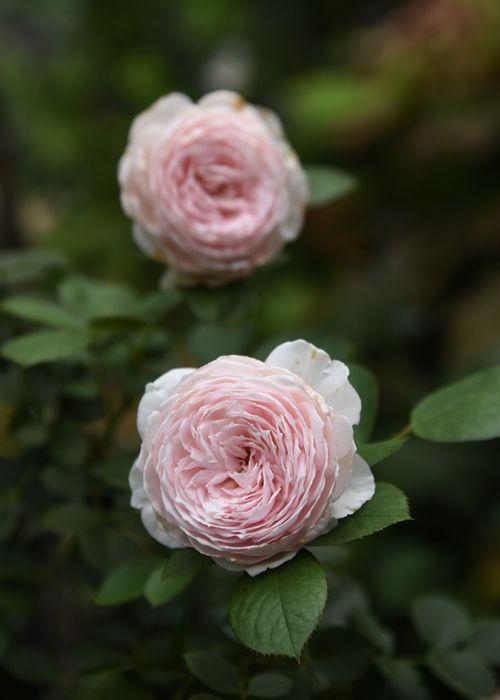 二番花も安定して来ました。