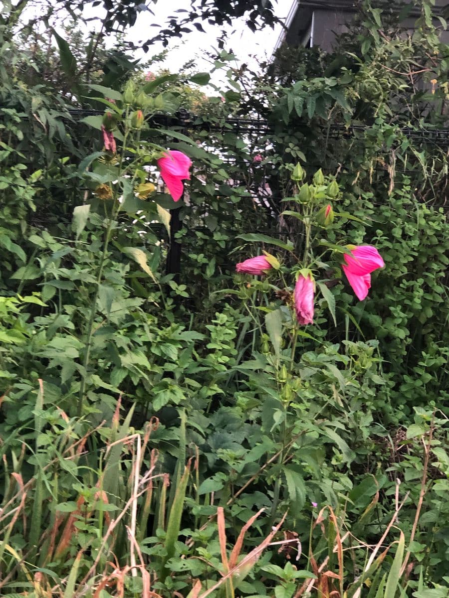 フルール公園のタイタンです。