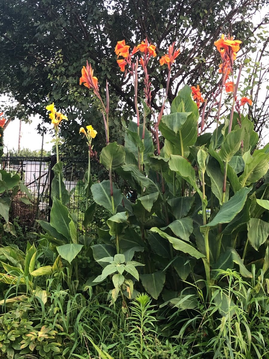 フルール公園のタイタンです。