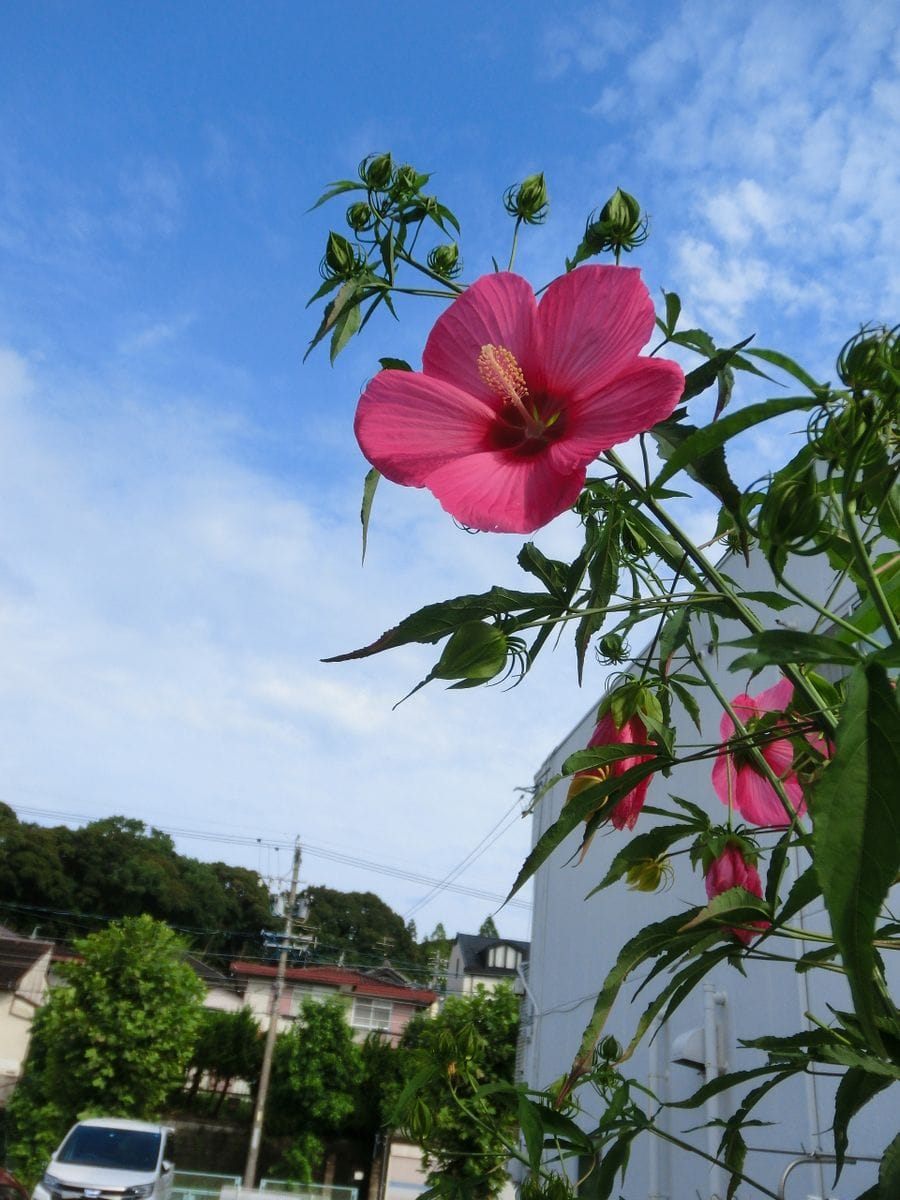 台風が過ぎ去った朝の庭から。。。②