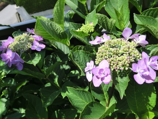 さわやかなお花たち