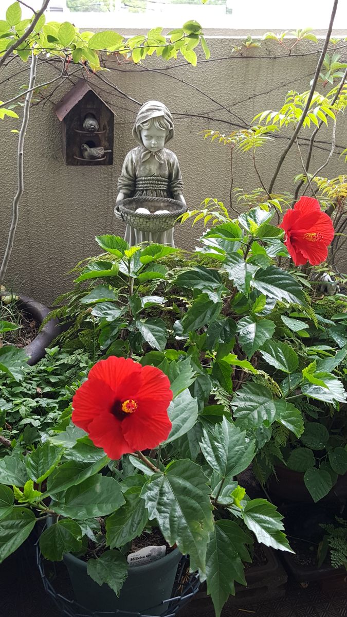 ふくおかルーバルガーデン2～夏の花🌻便り❗マドモワゼルと真っ赤なハイビスカス🌺