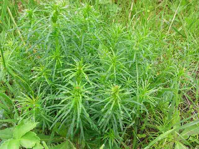 神威岬の植物２