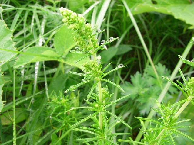 神威岬の植物２