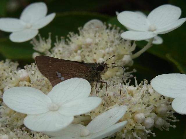 花の上で遊ぶ？働く？虫！