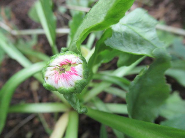 今頃？のお花