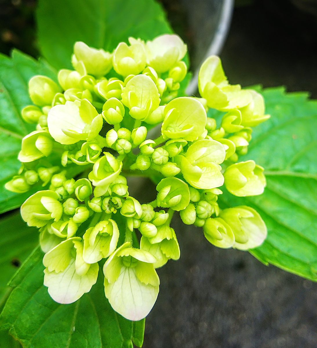 挿し木の紫陽花💠