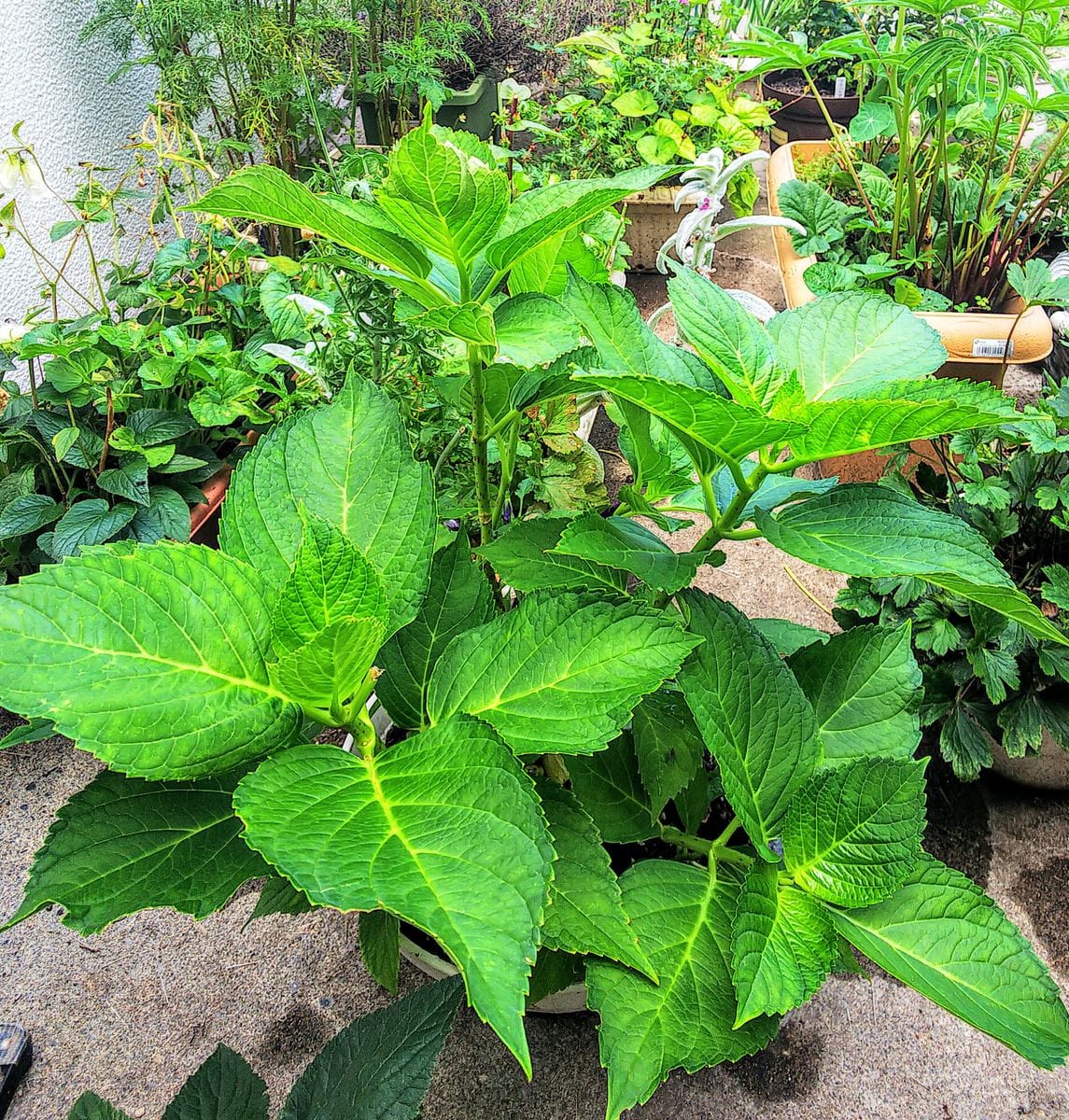 挿し木の紫陽花💠