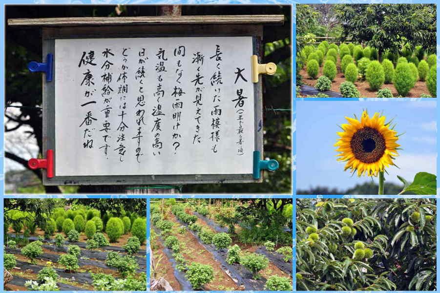 みんなに見せてくれる花園