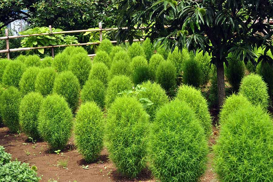 みんなに見せてくれる花園