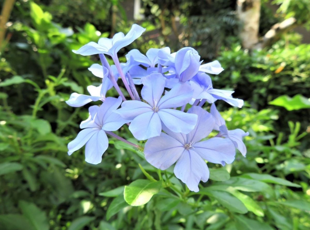 🌻今日の花たち🌻その86