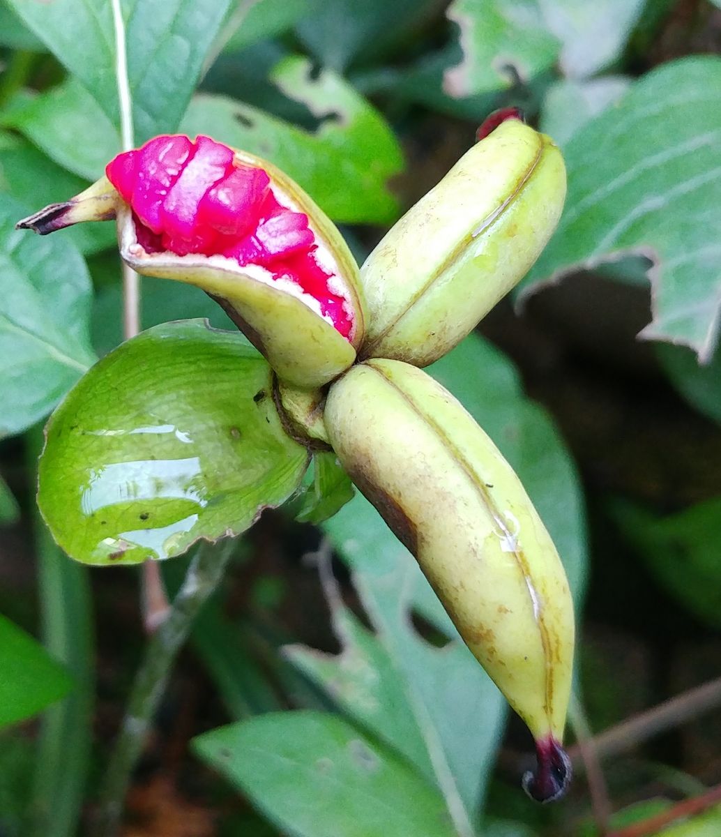 山芍薬の～😱