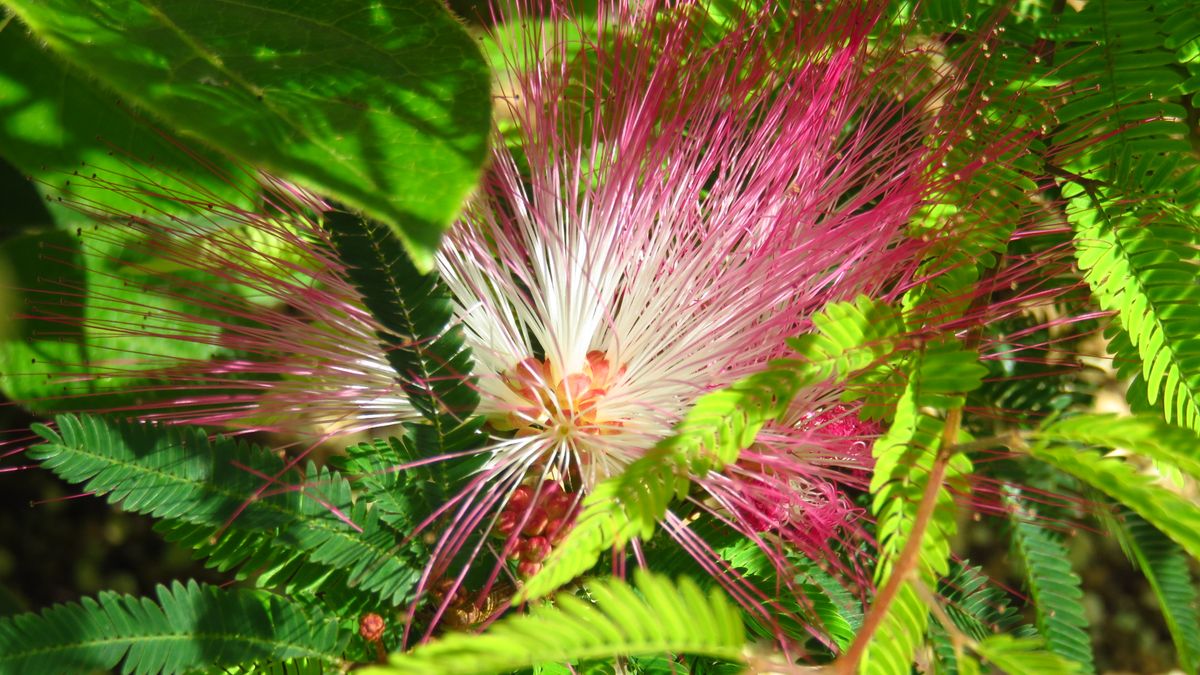 カリアンドラの雌しべと花弁はいずこ～