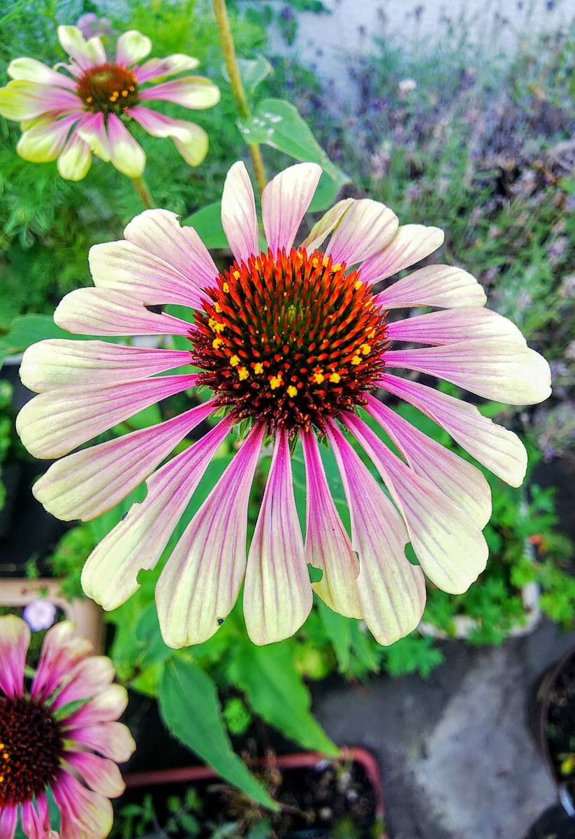 美しいベランダの花🌺🥀