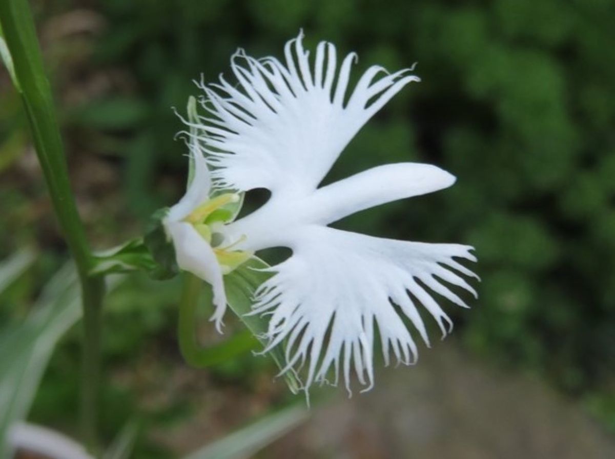 🌻今日の花たち🌻その87