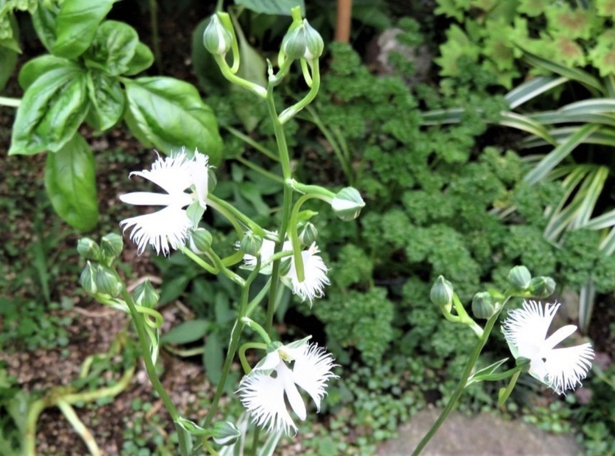 🌻今日の花たち🌻その87