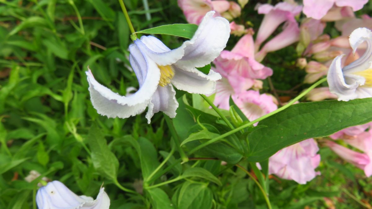 暑すぎて家の花壇も夏休み〰😞💦