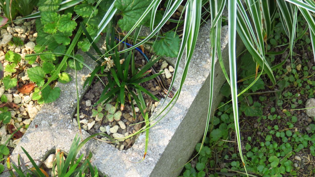 暑すぎて家の花壇も夏休み〰😞💦