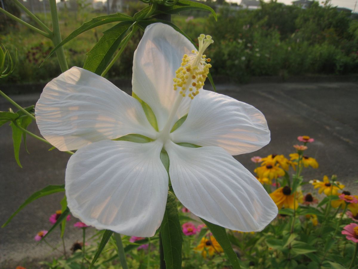 白花モミジアオイ咲きました