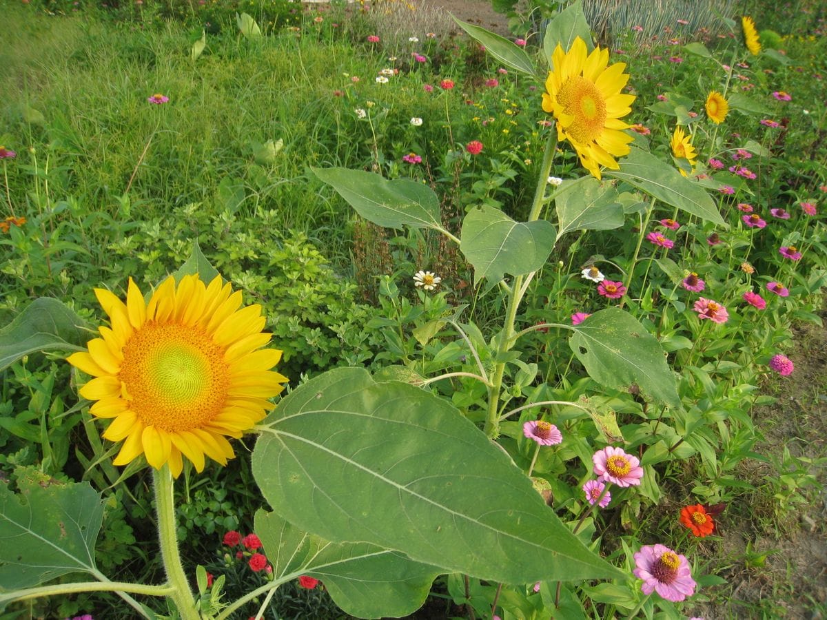 白花モミジアオイ咲きました