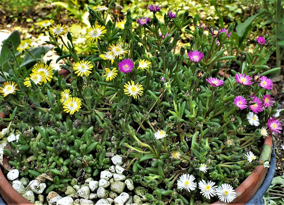 鉢植えの花