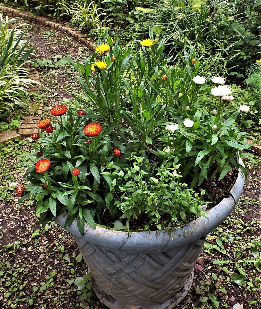 鉢植えの花