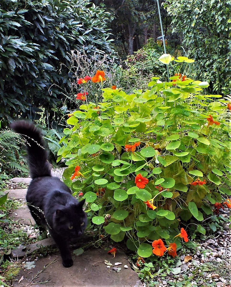 鉢植えの花