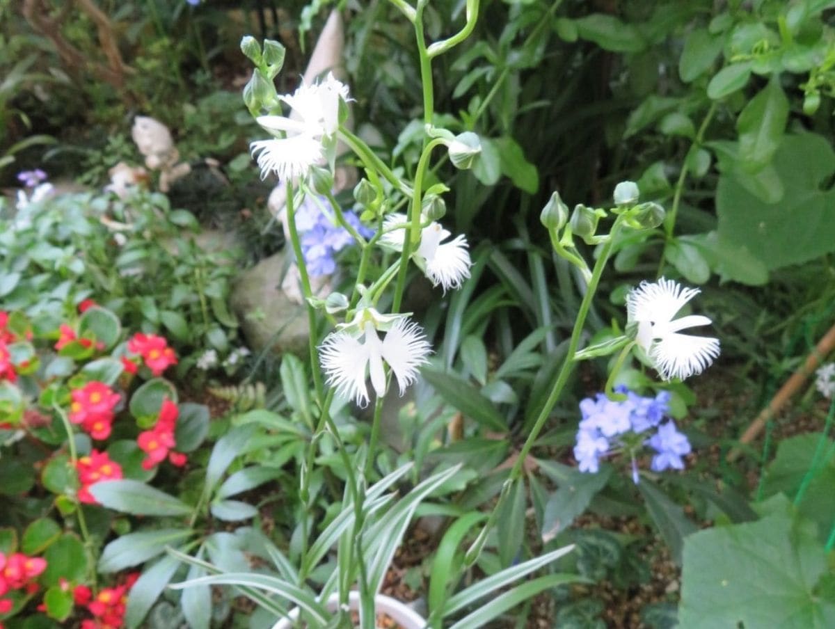 🌻今日の花たち🌻その89