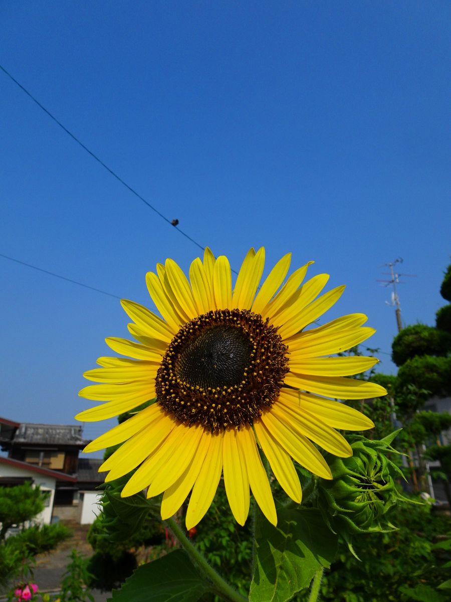 一雨ほしいですが・・・