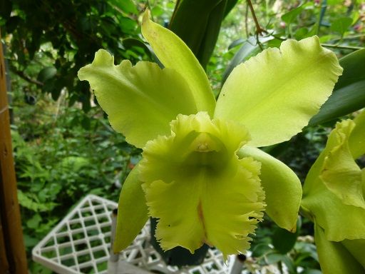 Rlc.Kat Green power 'Big3G'