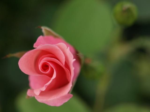 薔薇の花の渦巻きはお好きですか？