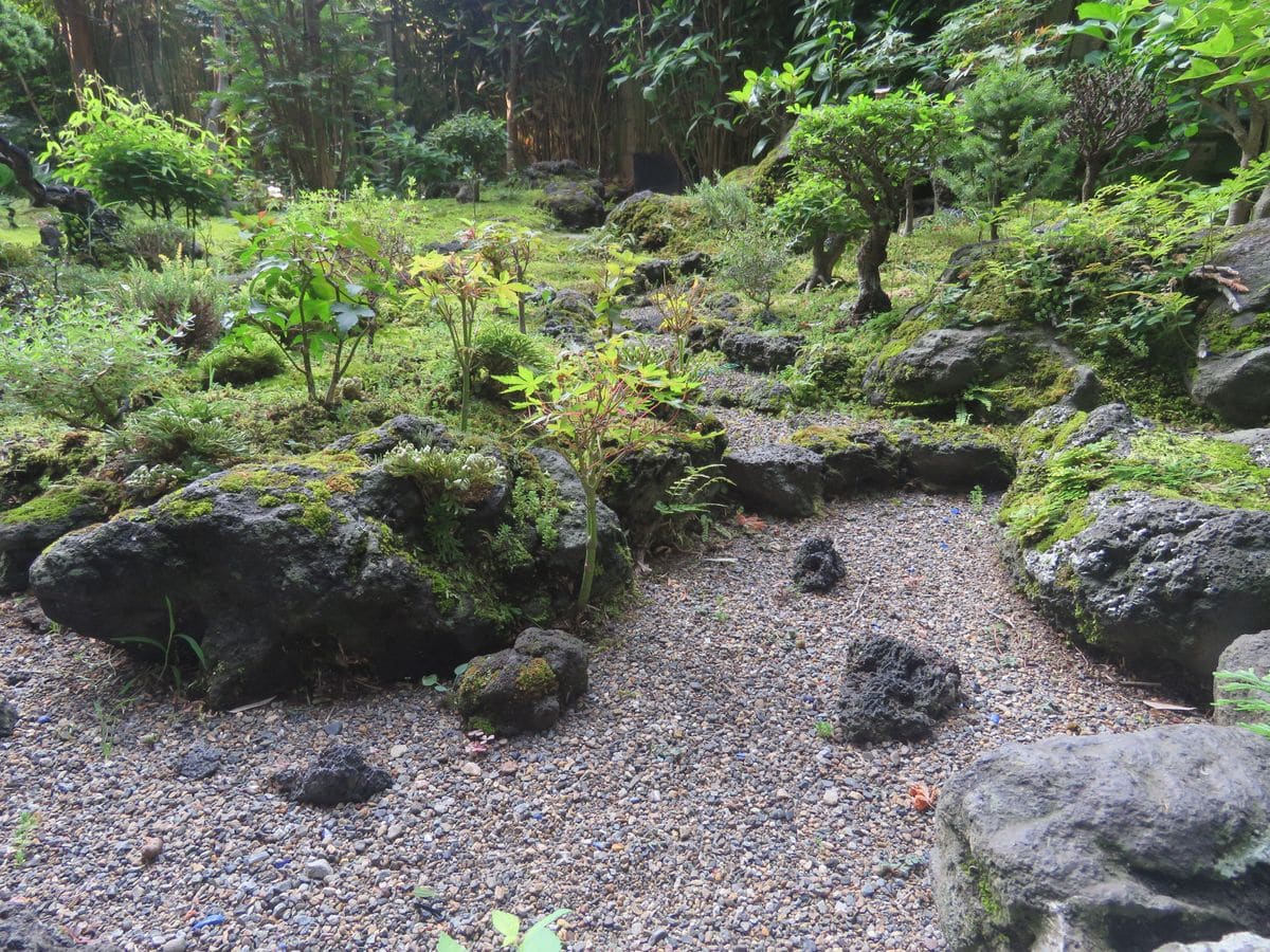 苔庭の朝ひととき