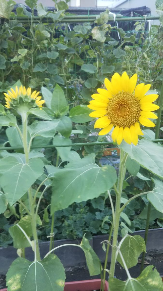 ７～８月野菜、山野草。