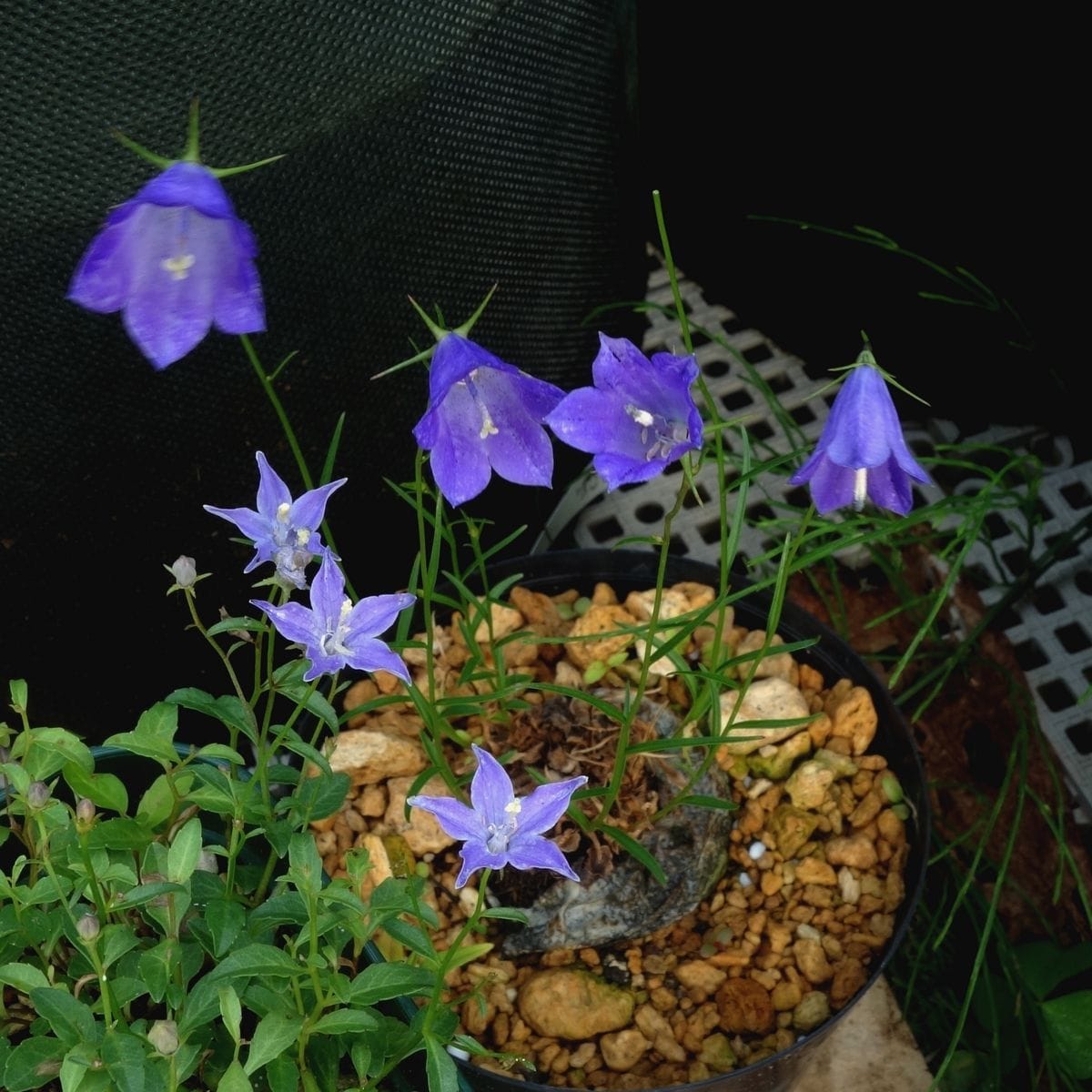 真夏の花