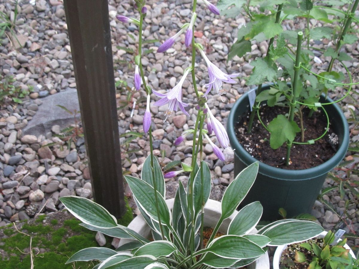 由愛(ゆめ)の花日記♪