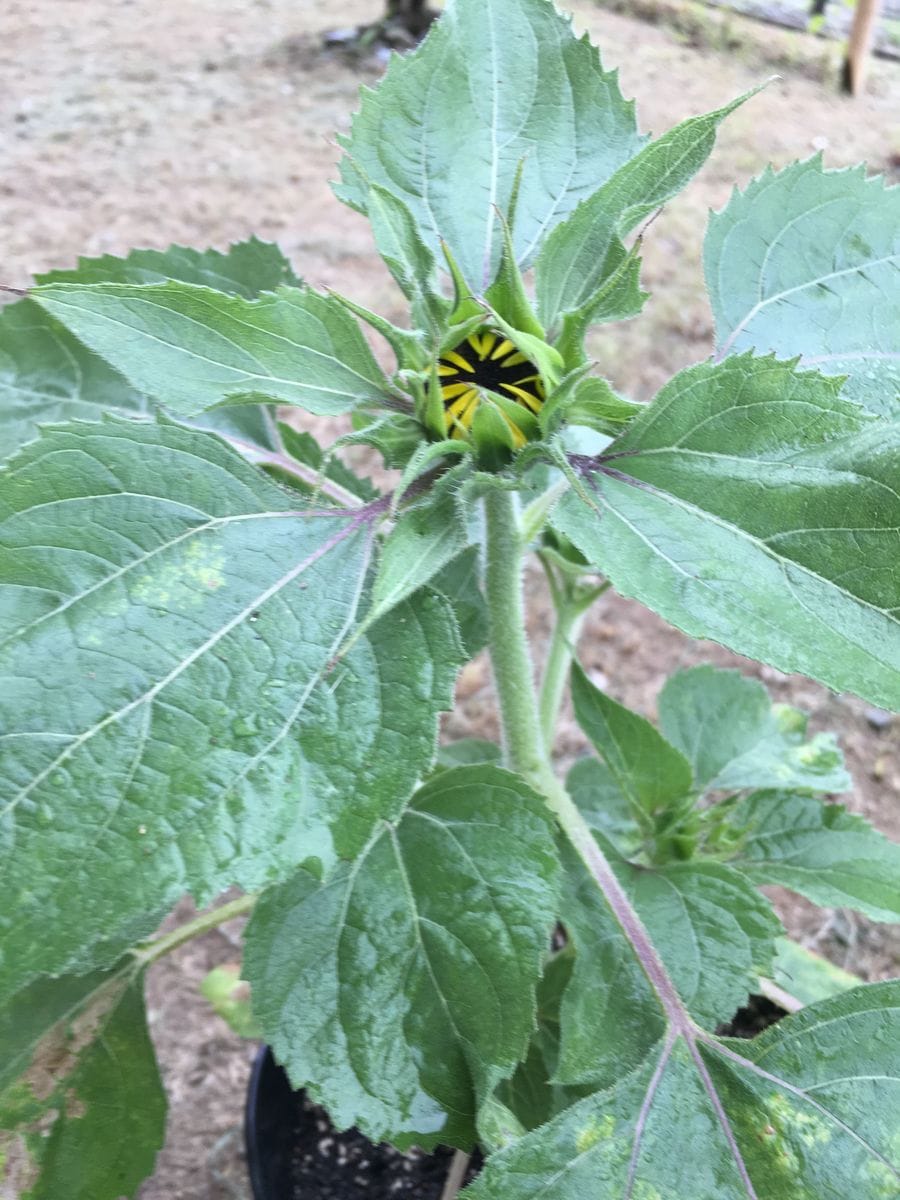 花チャレのその後 ひまわり編🌻