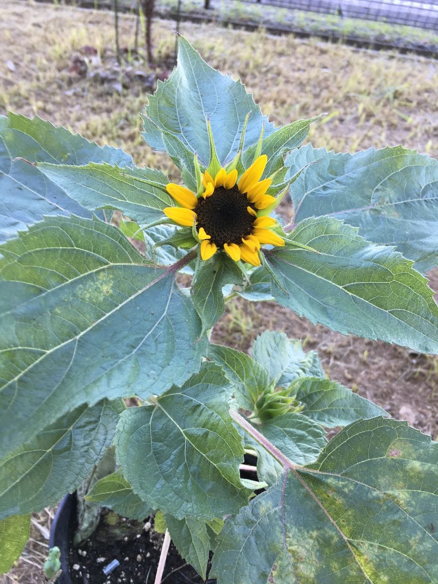 花チャレのその後 ひまわり編🌻