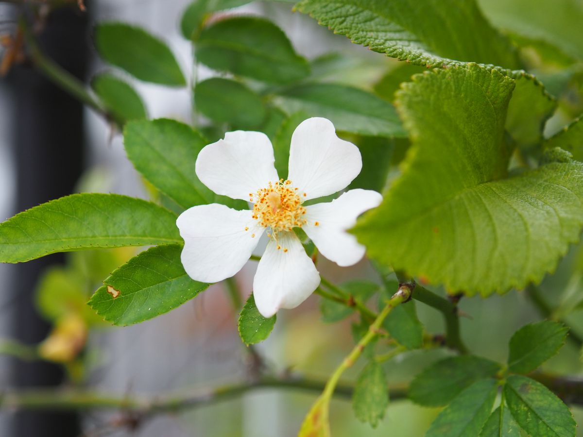 実生バラの花とホーム・ワンピース