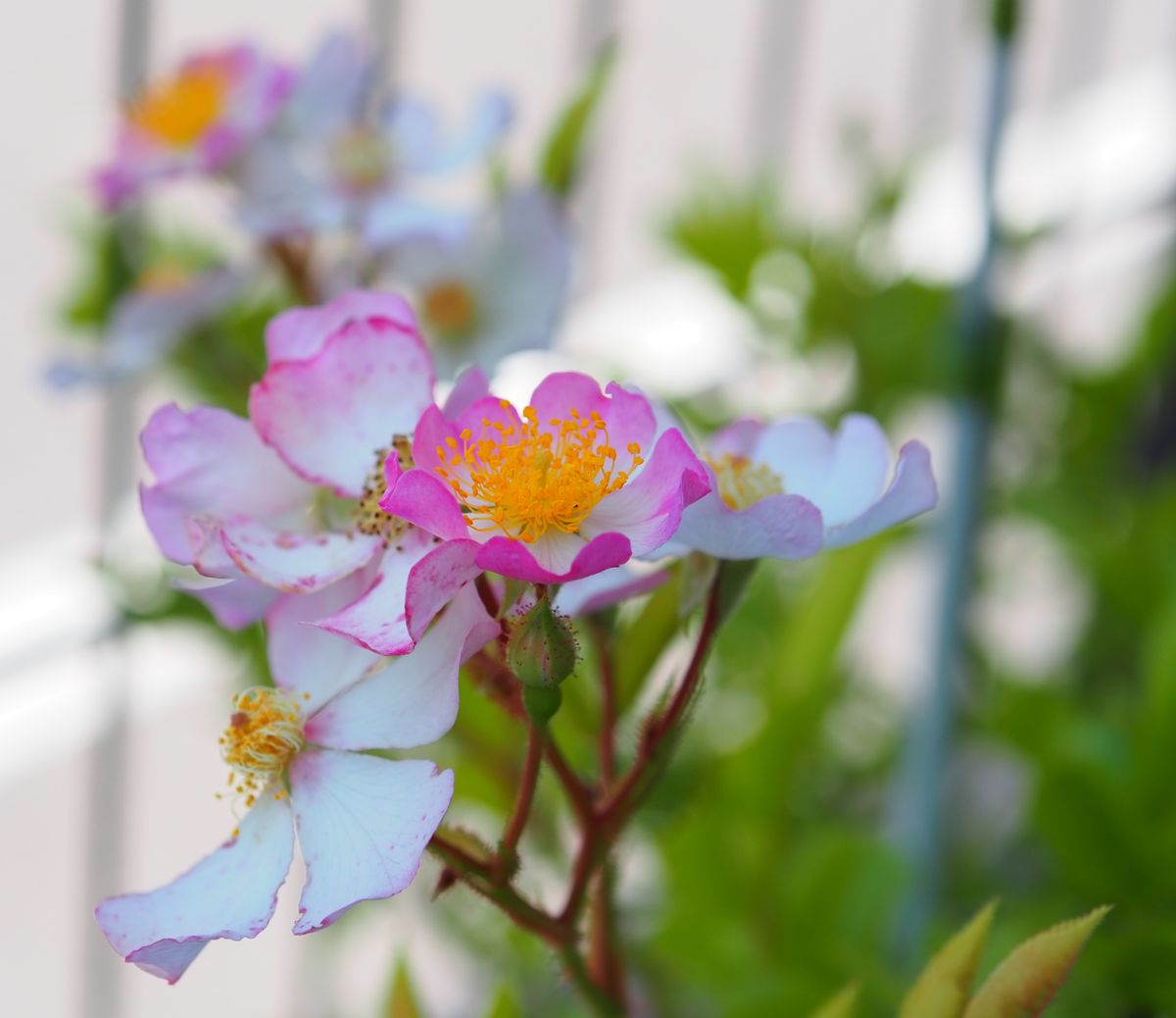 実生バラの花とホーム・ワンピース