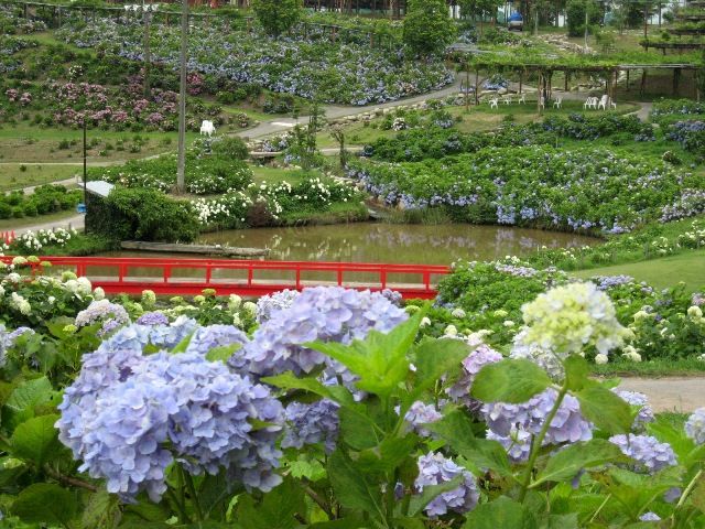 「かざはやの里」のあじさい