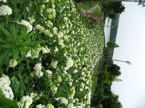 「かざはやの里」のあじさい