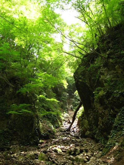 山に登ってきましたよ