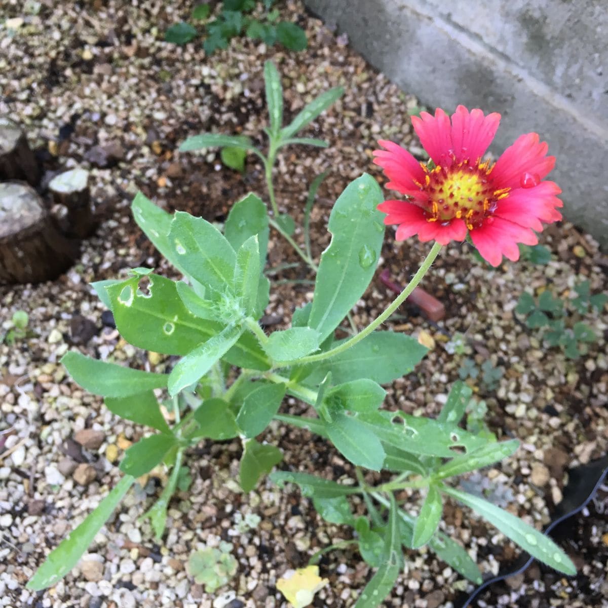 8月に1番花