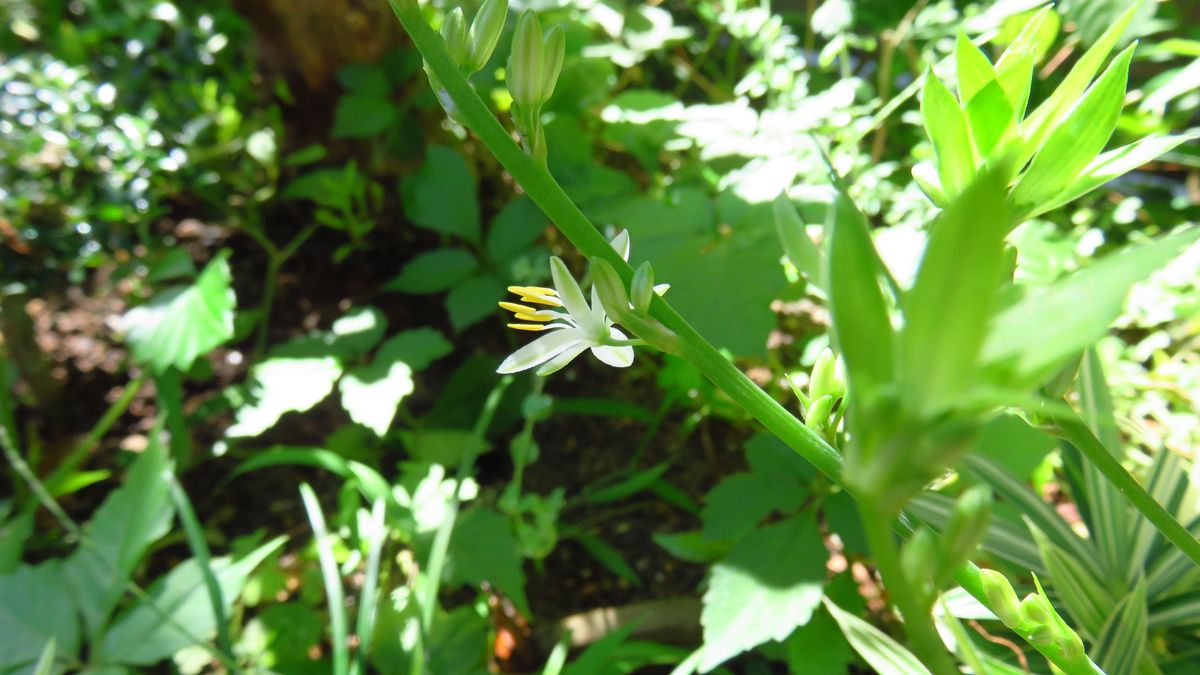 雑草かき分け咲くオリヅルラン